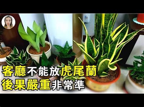 電信蘭風水|虎尾蘭擺放位置與風水學意義